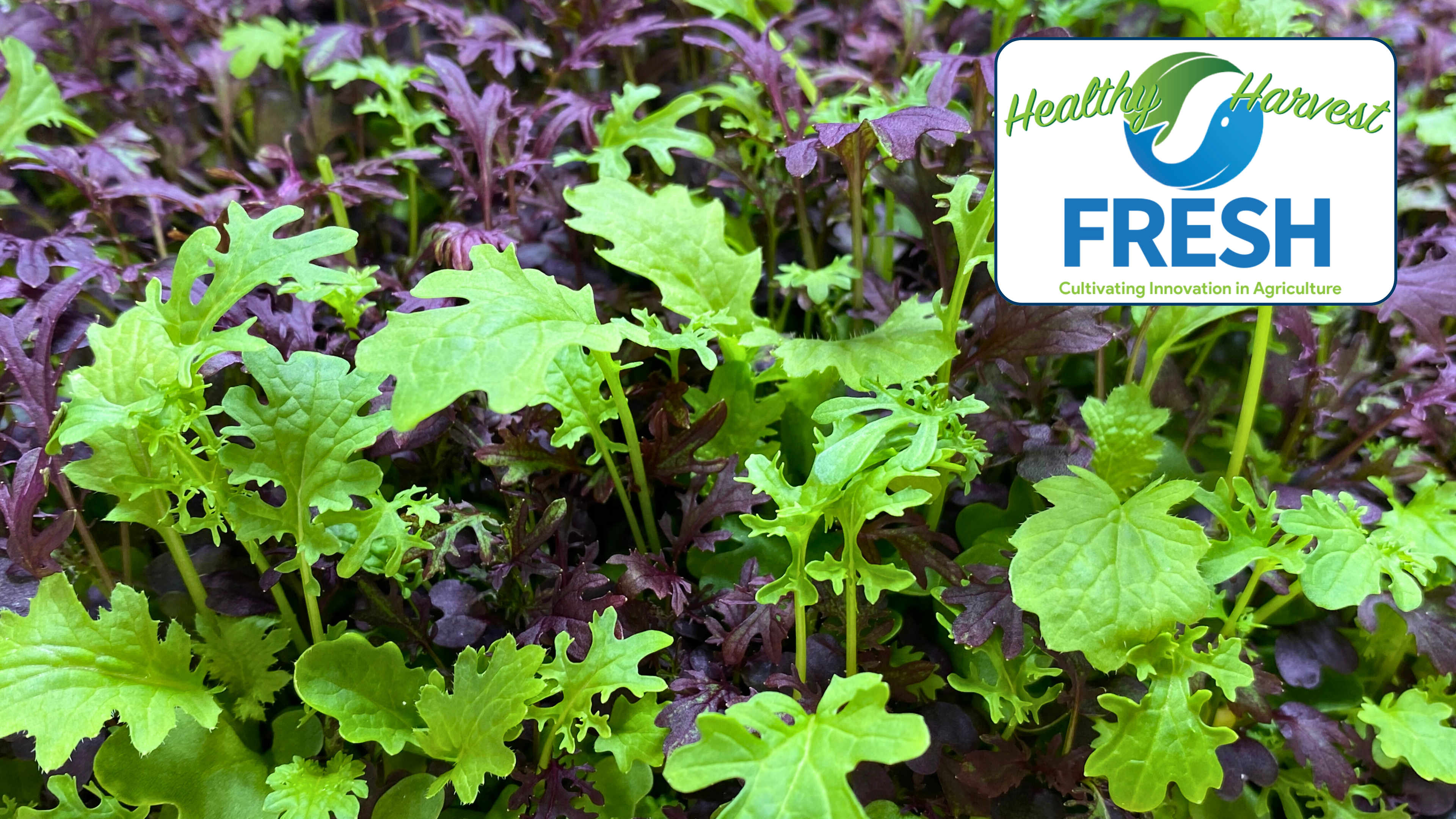Check Out Healthy Harvest Fresh!